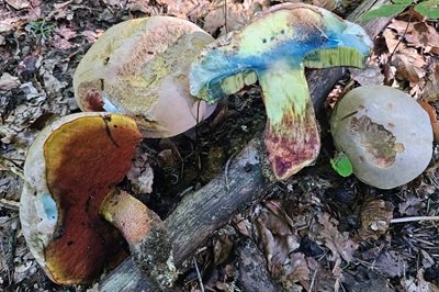 rubroboletus-rhodoxanthus