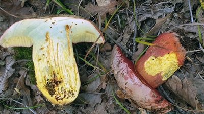 rubroboletus-rhodoxanthus