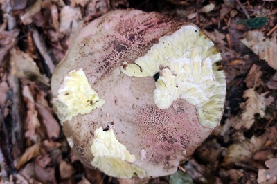 rubroboletus-rubrosanguineus2