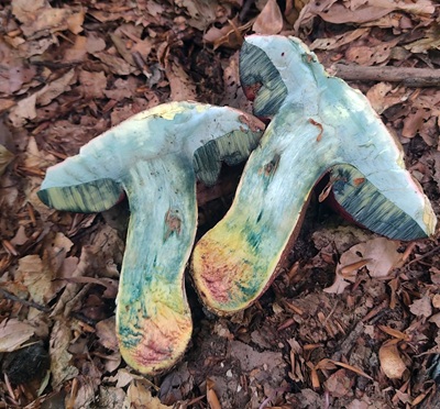 rubroboletus-rubrosanguineus3