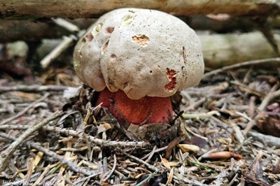 rubroboletus-rubrosanguineus4