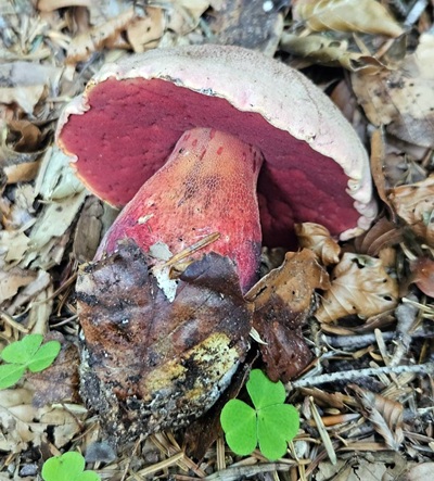 rubroboletus-rubrosanguineus5