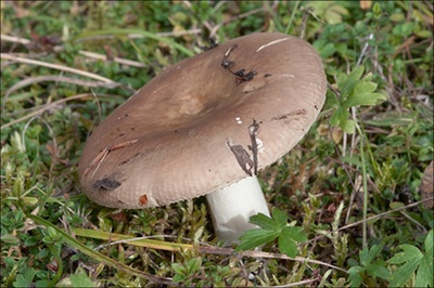 Russula adulterina