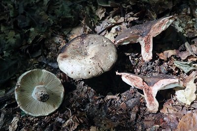 Russula adusta