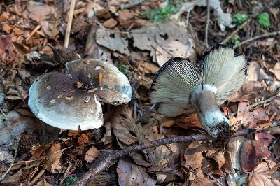 russula-adusta