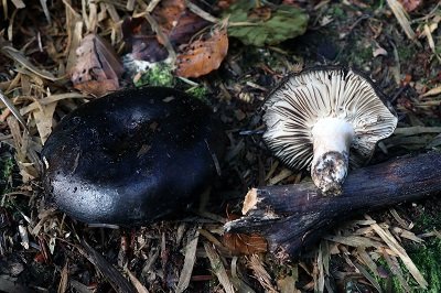 russula-adusta