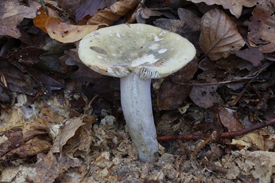 russula-aeruginea3
