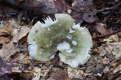 russula-aeruginea4