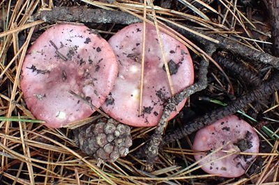 Russula amethystina