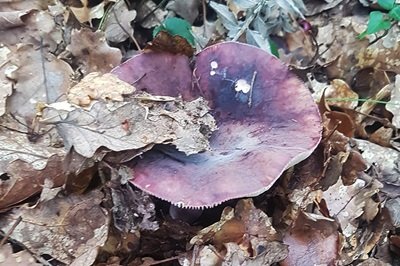 Russula amoena