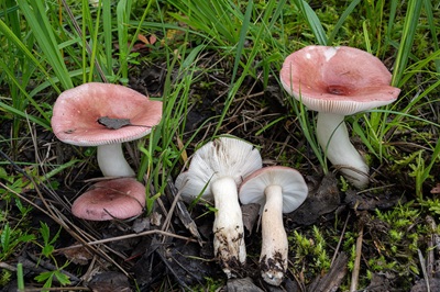 Russula aquosa