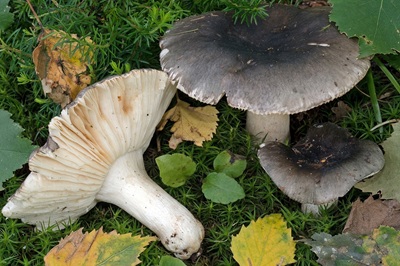 Russula atroglauca
