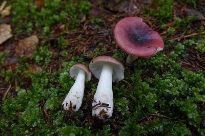 Russula atrorubens