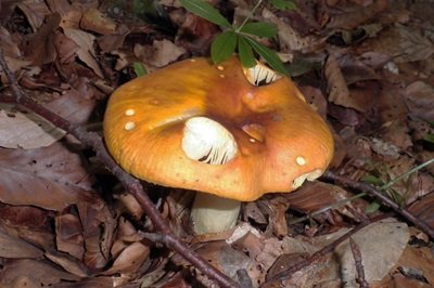 Russula aurea