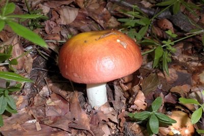 russula-aurea