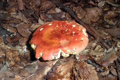 russula-aurea