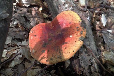 russula-aurea