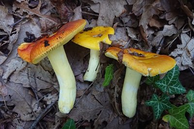 russula-aurea