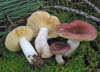 Russula cessans