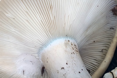 russula-chloroides1