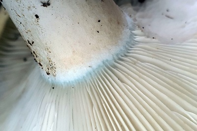 russula-chloroides2