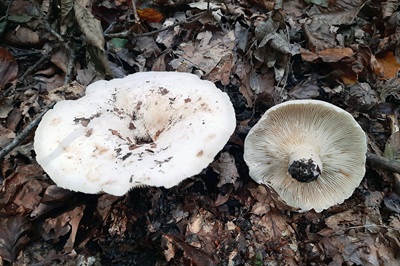 russula-chloroides3
