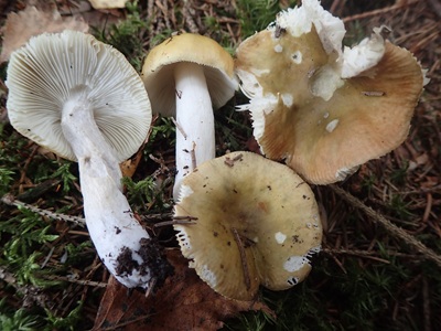 Russula citrinochlora