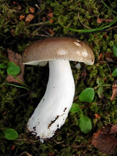 Russula clariana