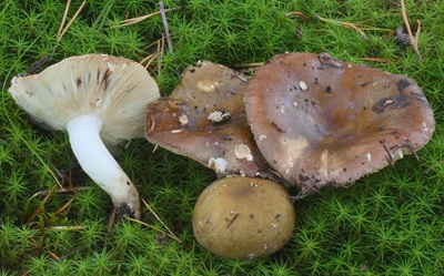 Russula clavipes
