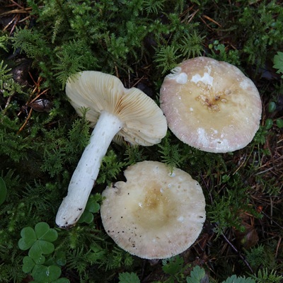 Russula cremeoavellanea