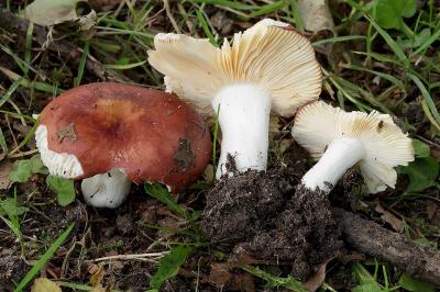 Russula cuprea