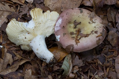 Russula curtipes