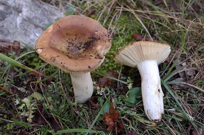 Russula decipiens