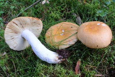 Russula decolorans
