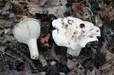 russula-delica1