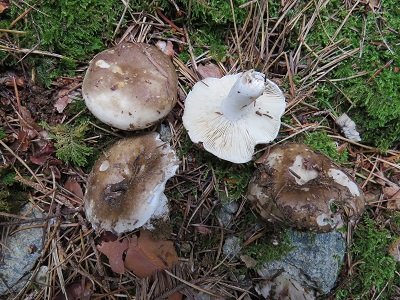 Russula densifolia