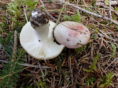 Russula depallens