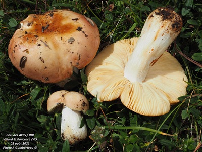 Russula dryadicola
