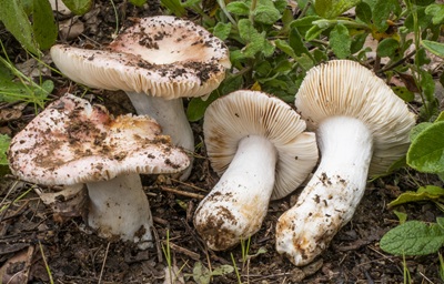 Russula dryophila