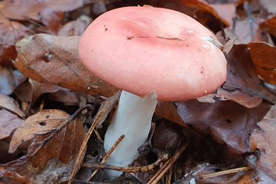 russula-emetica