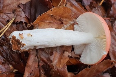 russula-emetica