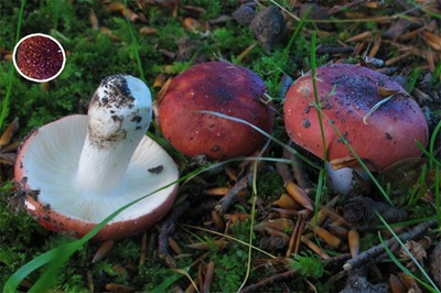 Russula emeticicolor