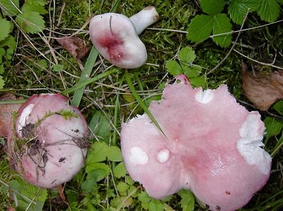 Russula exalbicans