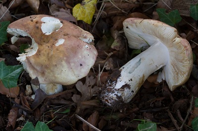 Russula faginea