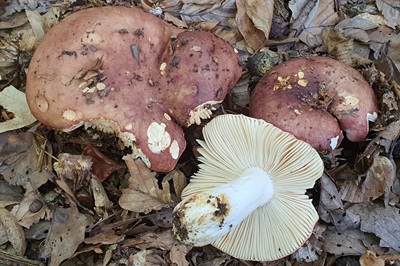 Russula faginea