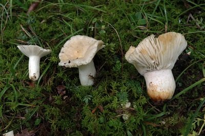 Russula farinipes