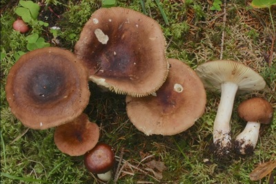 Russula favrei