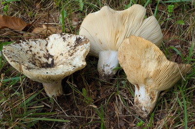 Russula flavispora