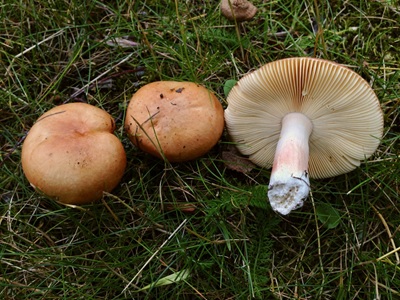 Russula fontqueri