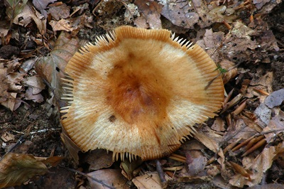 russula-grata5